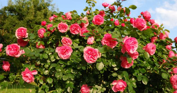 how to grow roses from seeds garden how how to grow roses from seeds garden how