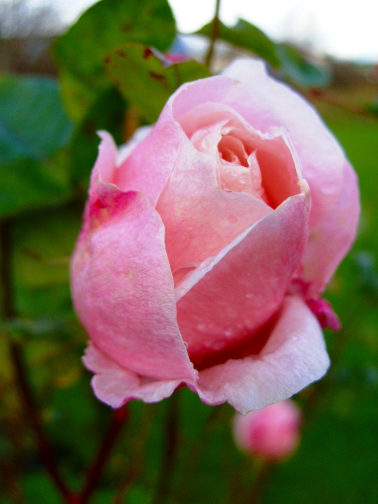 Kelli's Northern Ireland Garden Blogger's Bloom Day