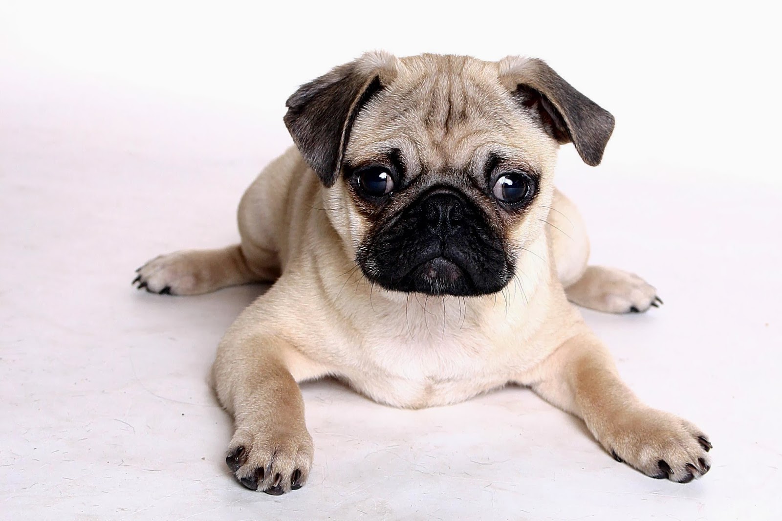 Top Ten Family Friendly Dogs Top Ten Family Friendly Dogs