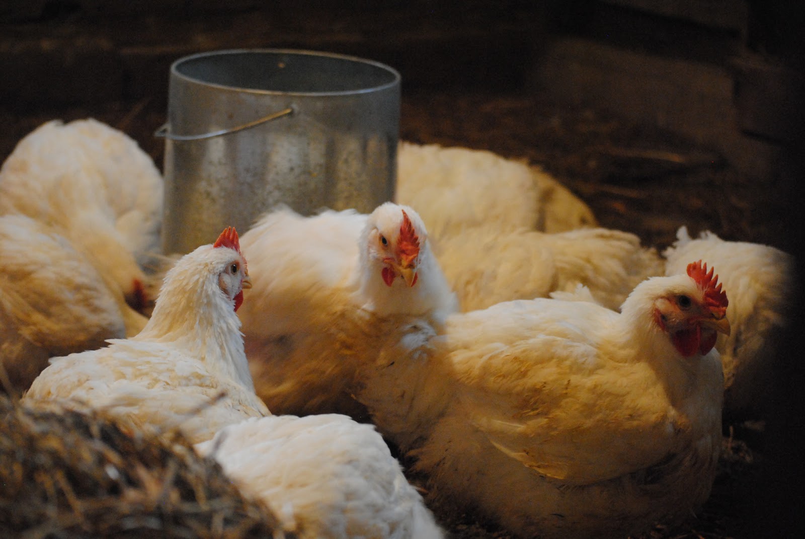 the difference between meat birds and egg layers A Farmish Kind of Life