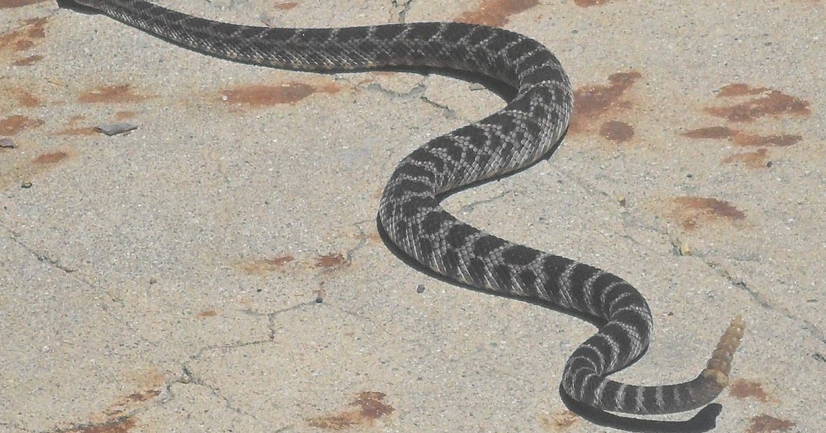 Wildlife in Southern California: Reptiles and Amphibians