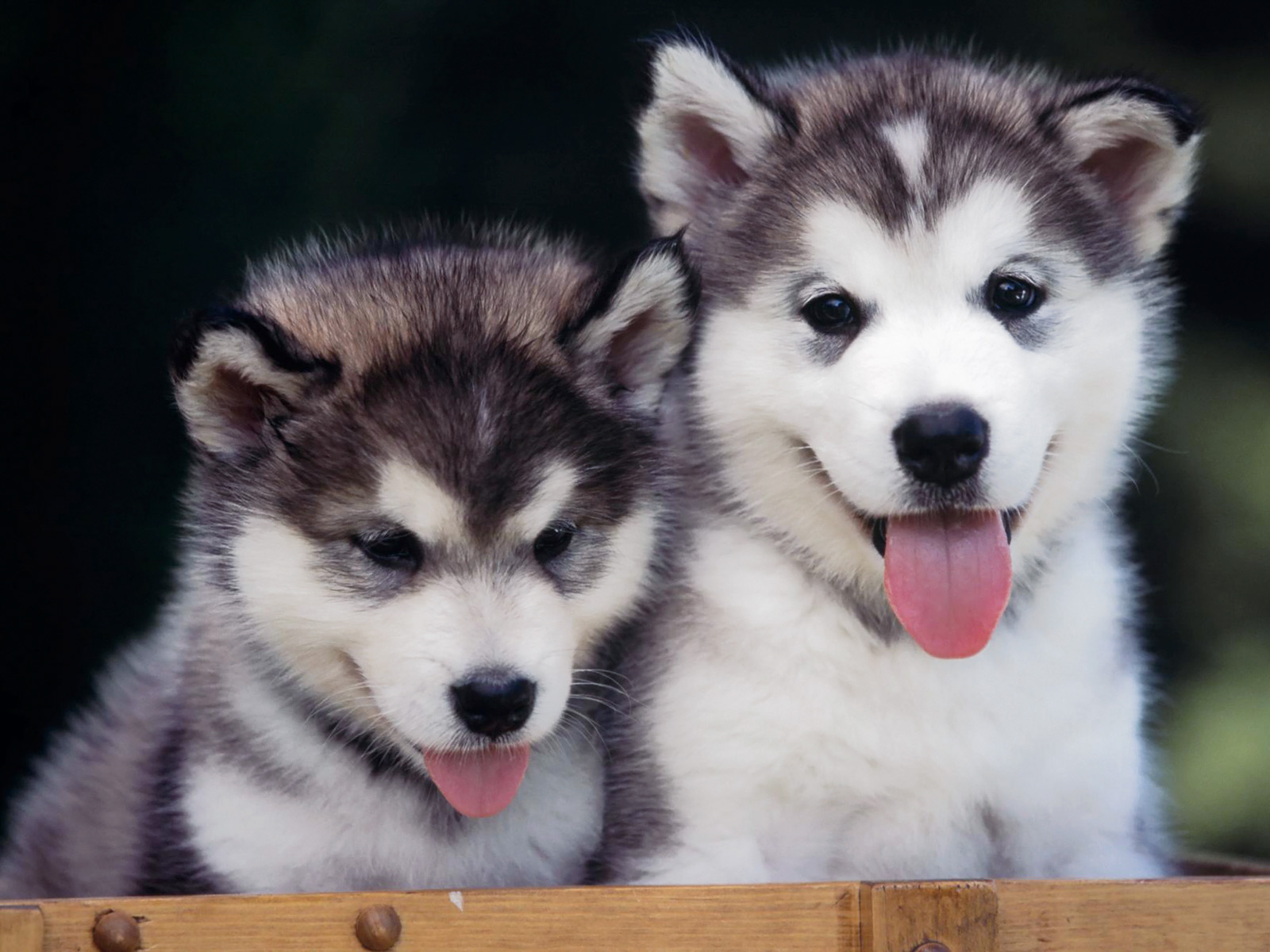 http://4.bp.blogspot.com/--qb4Qxs9JAM/UEkAu9VJ0oI/AAAAAAAAAOg/hZatVJ9-NrQ/s1600/Siberian-Husky-Puppies-Images-Wallpaper.jpg