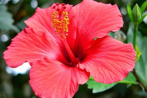 Hosanna en Esencia, Gastrosophia el Arte Extendido : Flor comestible y muy  saludable ! Jamaica !
