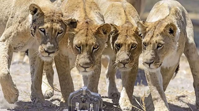 cámara en carrito controlado a control remoto primer plano leones en Botswana