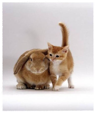 Gambar Hewan-hewan Unik | Dunia Binatang