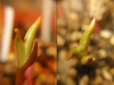 Tricotyledon Opuntia polyacantha var. hystricina seedling
