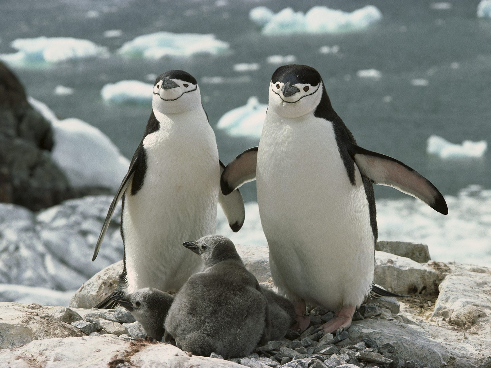 Animals Wallpapers Animals Wallpapers