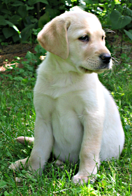 Yellow lab puppy named "Blondie" puppies; dogs; yellow Labrador retriever