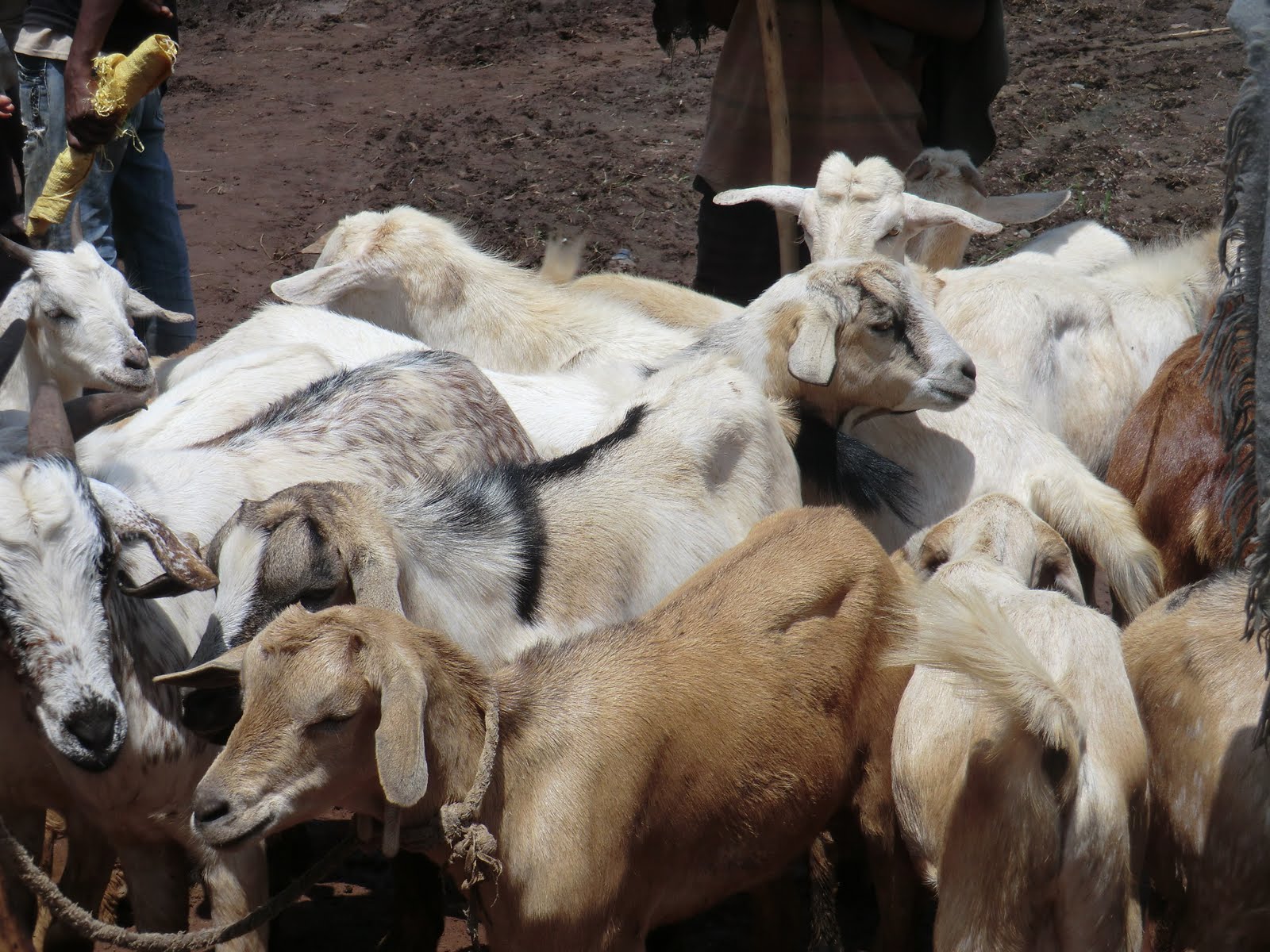 The World of Nickolândia Buying a Goat, Ethiopian Style