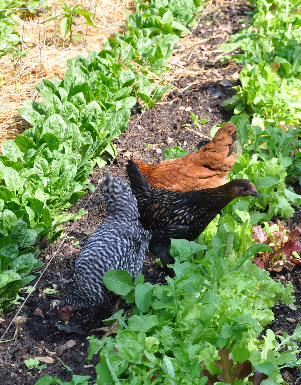 Gardening with Chickens Part 3 Community Chickens