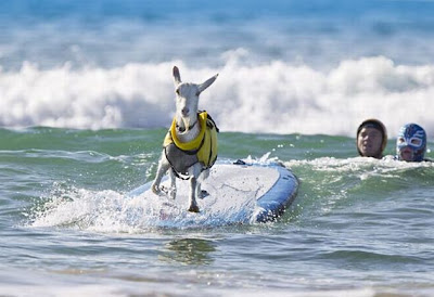 The Surfing Goat