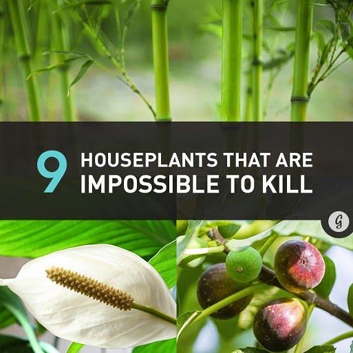 Houseplants That Are Almost Impossible to Kill Plants Organic Gardening