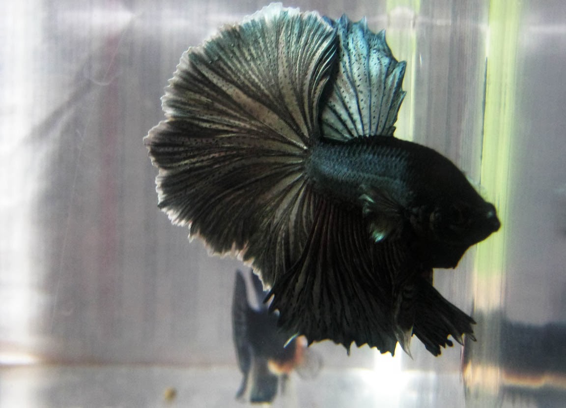 GANZO GAMES EXTENDED (PC Games RM5 & Betta Fish) BETTA