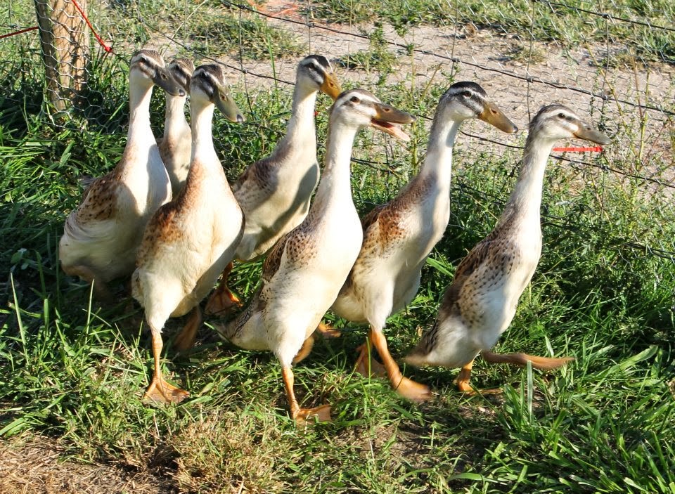 K&S Waterfowl Trout/Harlequin/Snowy Indian Runner Crosses (Breeding