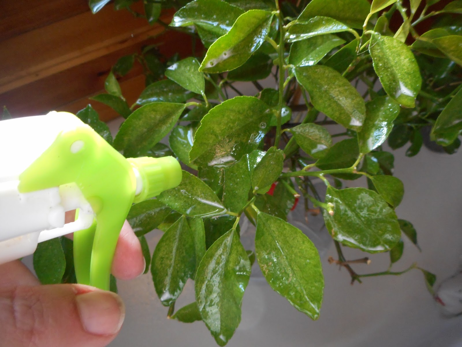 Jen & the Bean stalk Evicting Spider Mites
