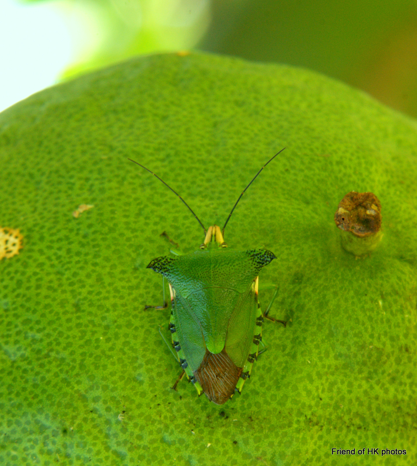 Photographic Wildlife Stories in UK/Hong Kong Insects Are Everywhere