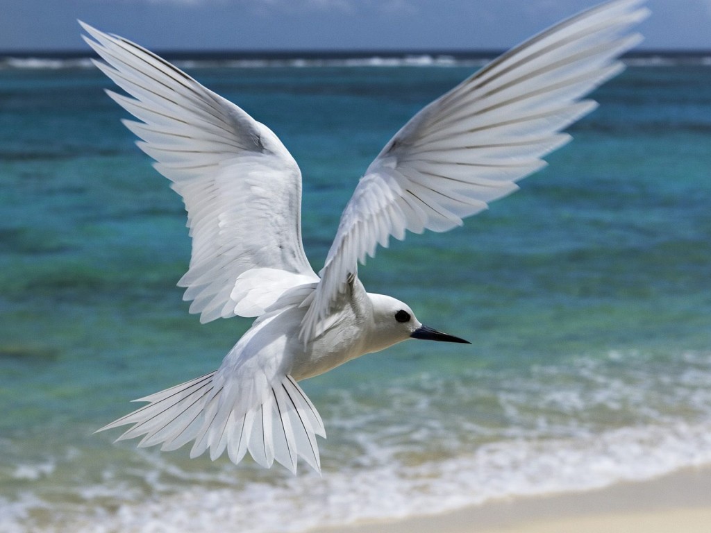 White Birds Wallpapers - Entertainment Only