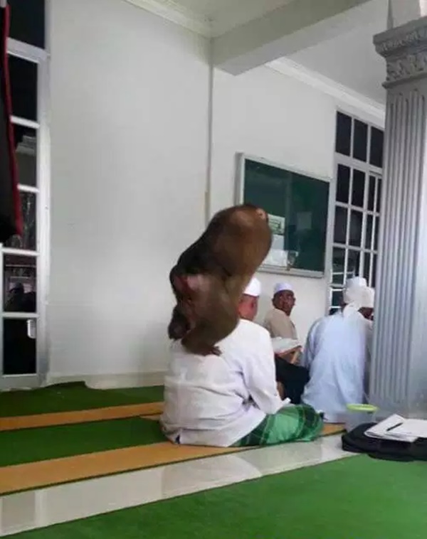 Dia Pun Faham... Punca Beruk Ini Menarik Perhatian Umum!! Dia Pun Faham... Punca Beruk Ini Menarik Perhatian Umum!!