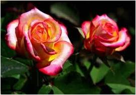 Tipica Flor De New York Estado En 1955 Elev Se Hizo La Flor Estatal Oficial De Nueva York Hay Más 150 Especies Rosas Y 15 000 Híbridos Disponibles