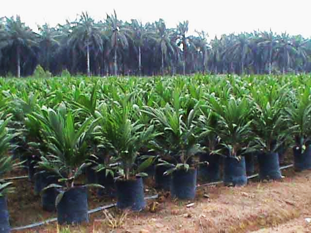 bibit sawit karet dan aren cara membuat bibit sawit bibit sawit karet dan aren cara membuat bibit sawit