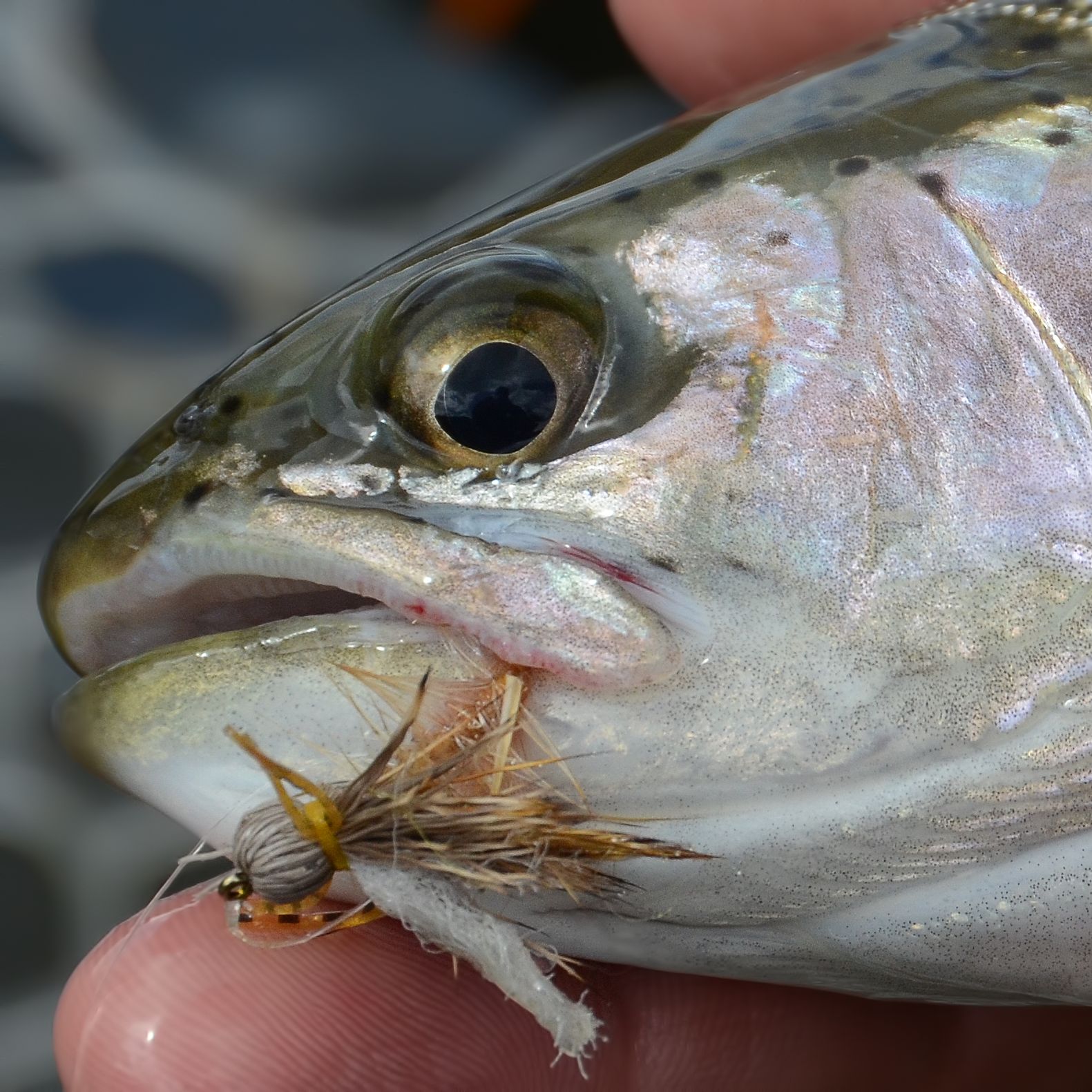 Bullet Head Stonefly Edition Fly Fish Food Fly Tying and Fly Fishing