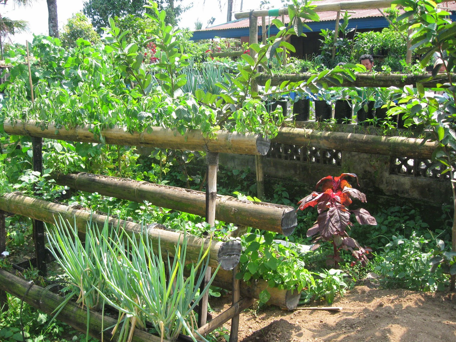 Desain Taman Toga Minimalis | Arsitekhom