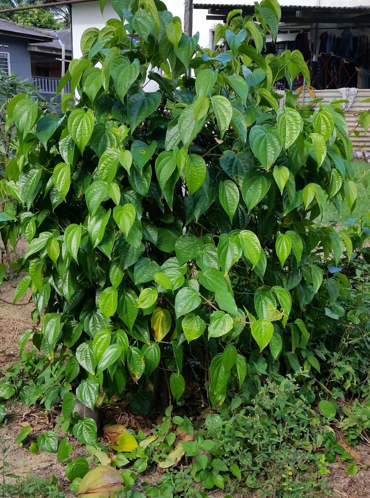 Warisan Petani: Pokok Sirih