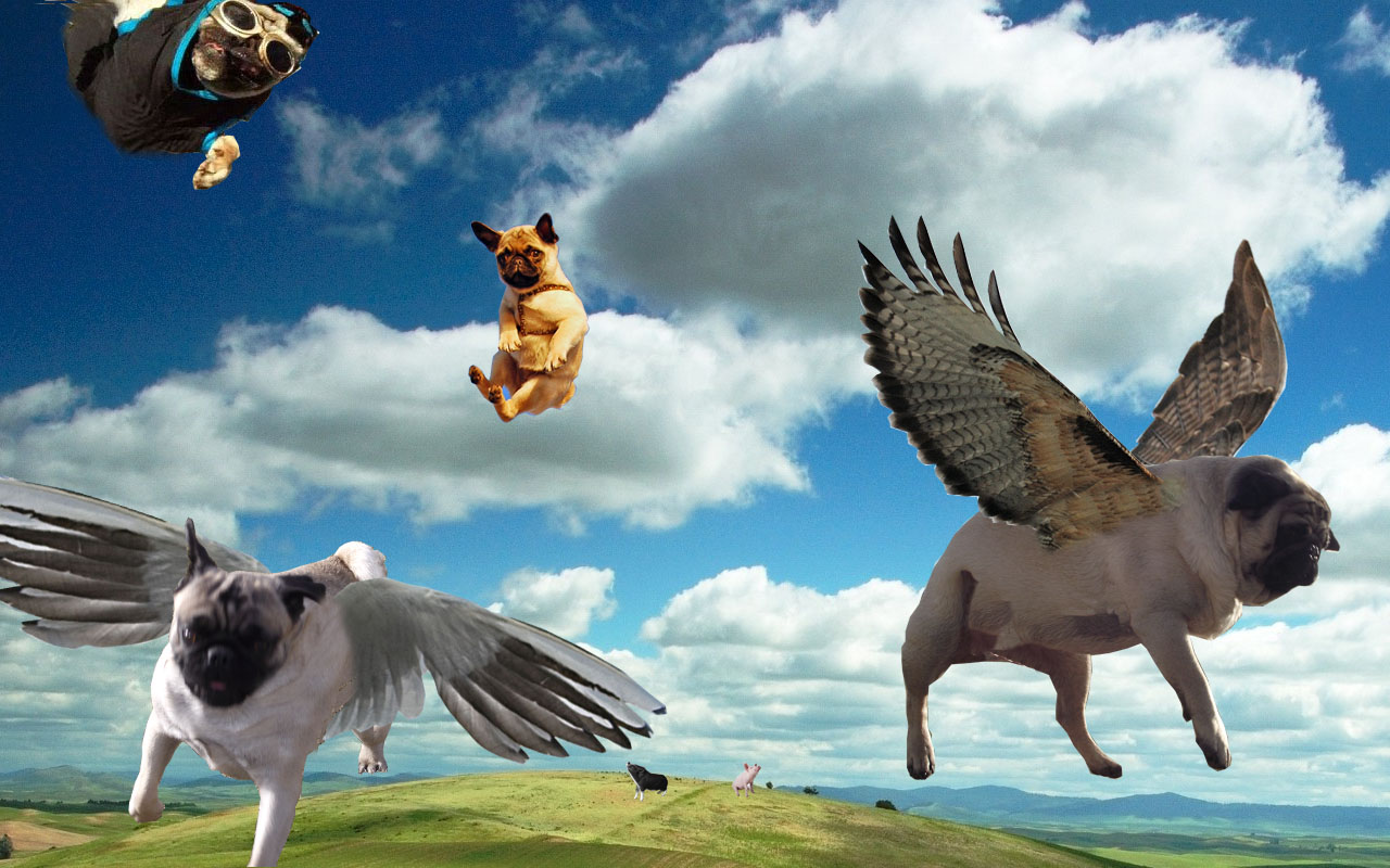 pug with wings pug with wings pic breeds picture pug with wings pug with wings pic breeds picture