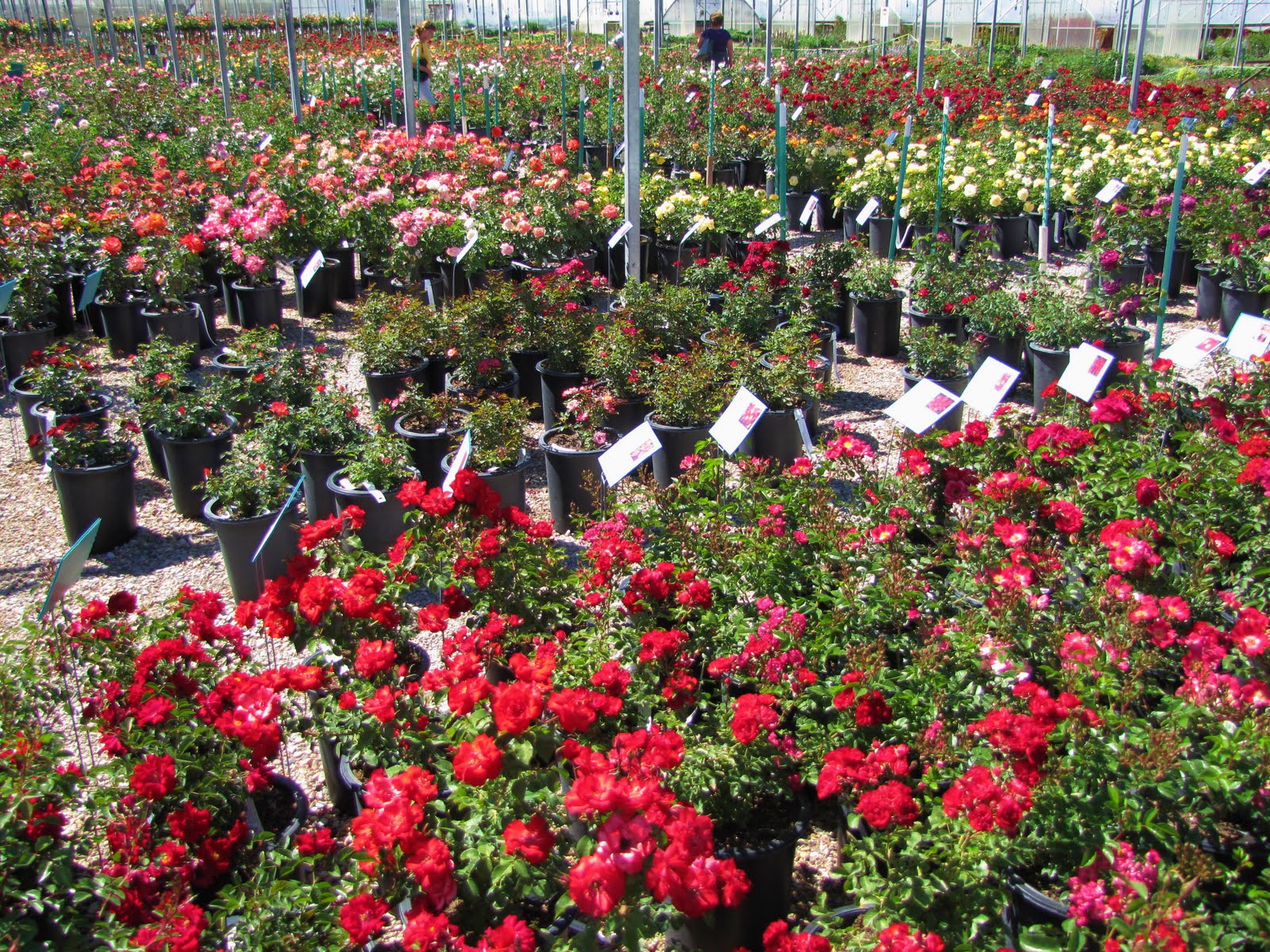 Las Aventuras A Rose Garden in Tucson