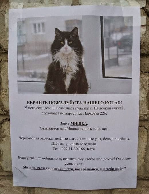 Пропал кот Мишка