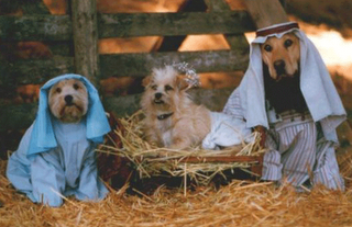 Funny DOG Pictures