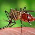 Al menos 573 muertes por dengue en Brasil