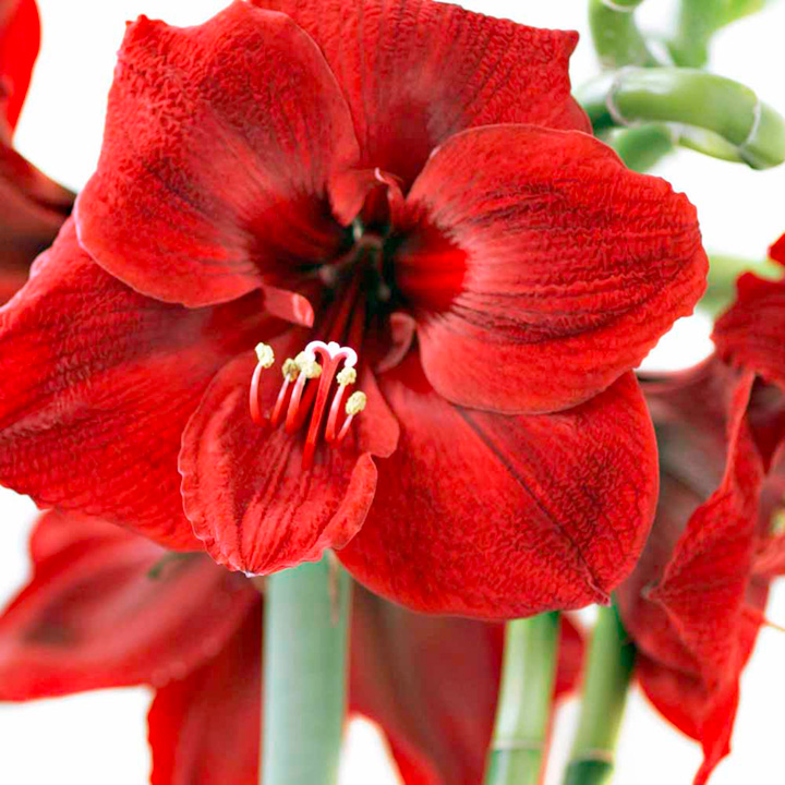 flowers for flower lovers amaryllis red lion flower bulb flowers for flower lovers amaryllis red lion flower bulb