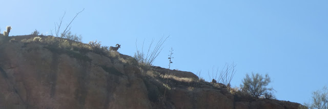 1+Az+Desert+Bighorn+looking+down+from+a+cliff+with+JayScottOutdoors.jpg