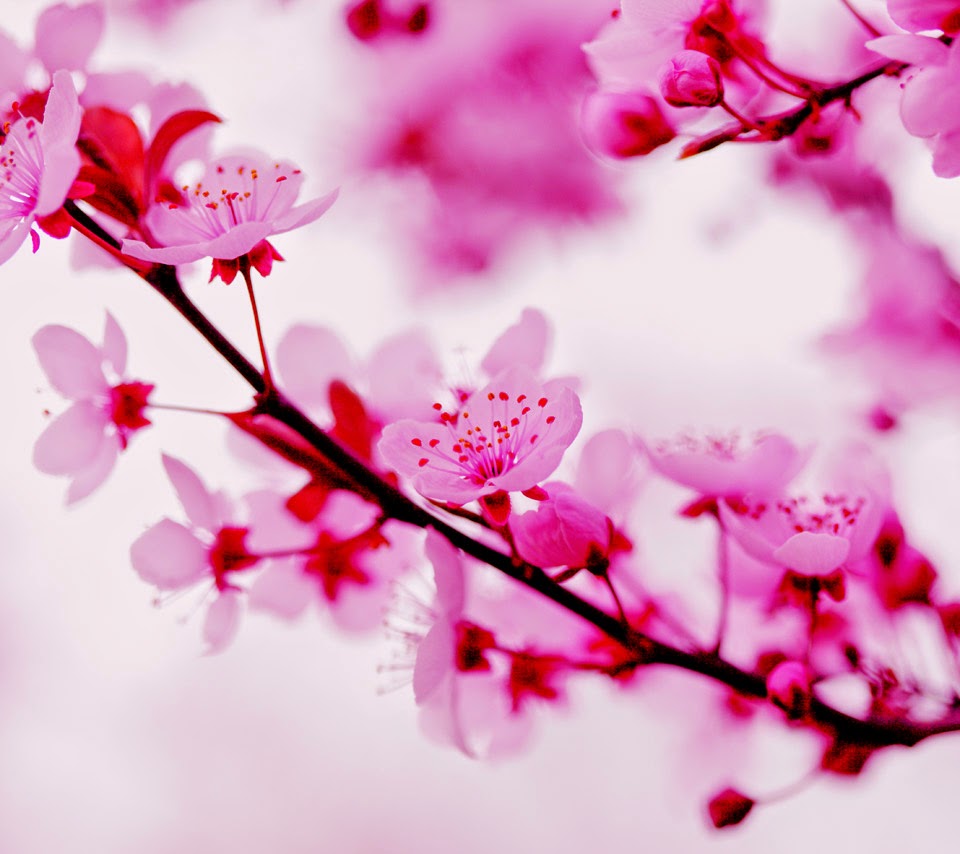 Gambar Bunga Sakura Pink Pickini