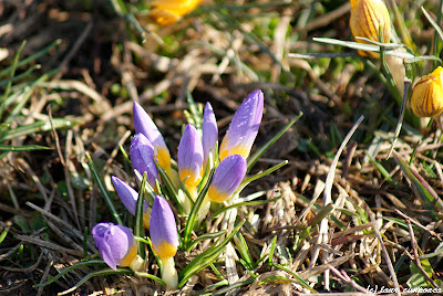 primavara spring primavera fruehling tavasz becHa voorjaar bahar