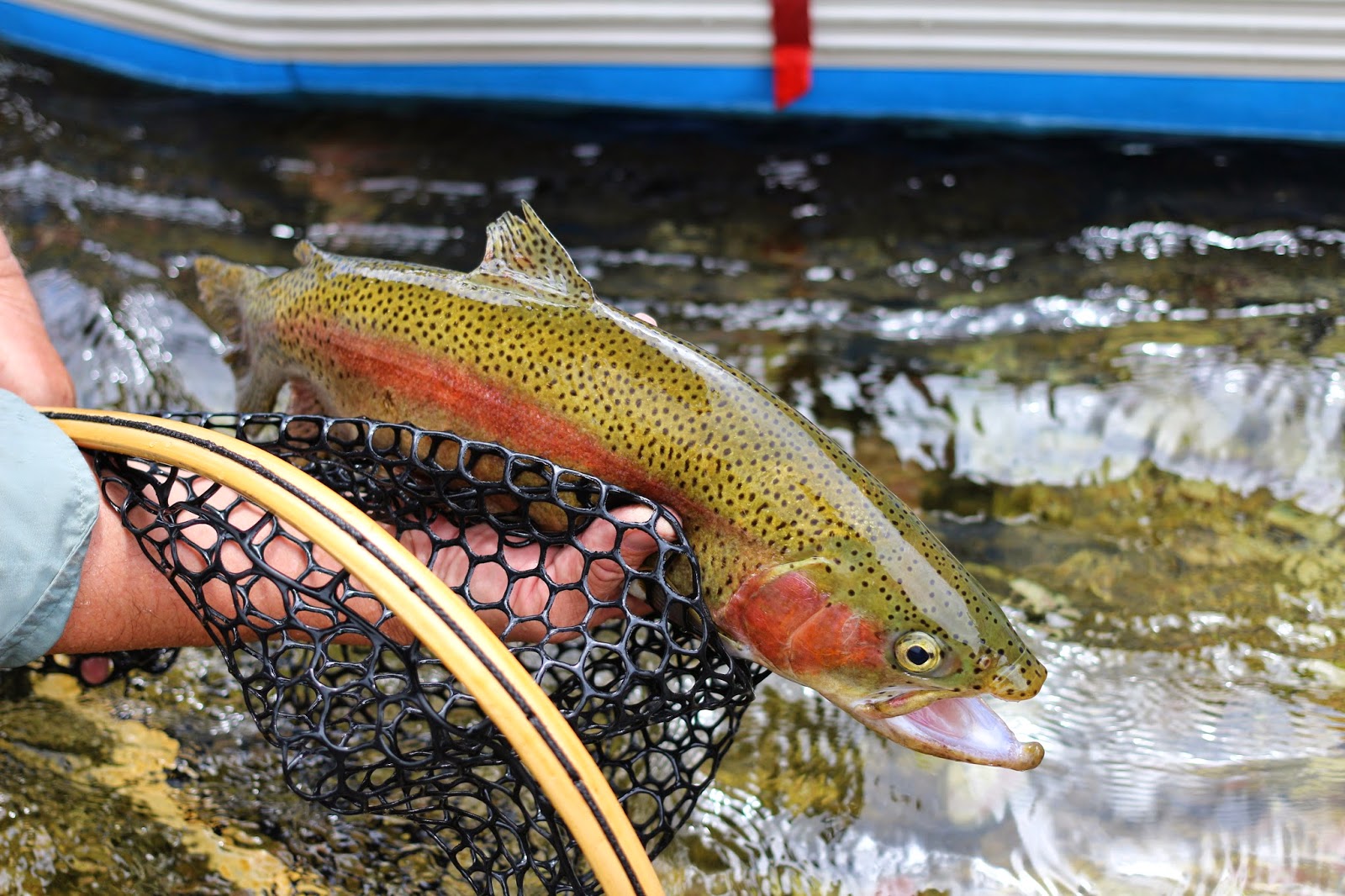 Fly+Fish+the+Green+River+A+section+with+Jay+Scott+Outdoors+during+the+Cicada+Hatch+June+2014+5.JPG