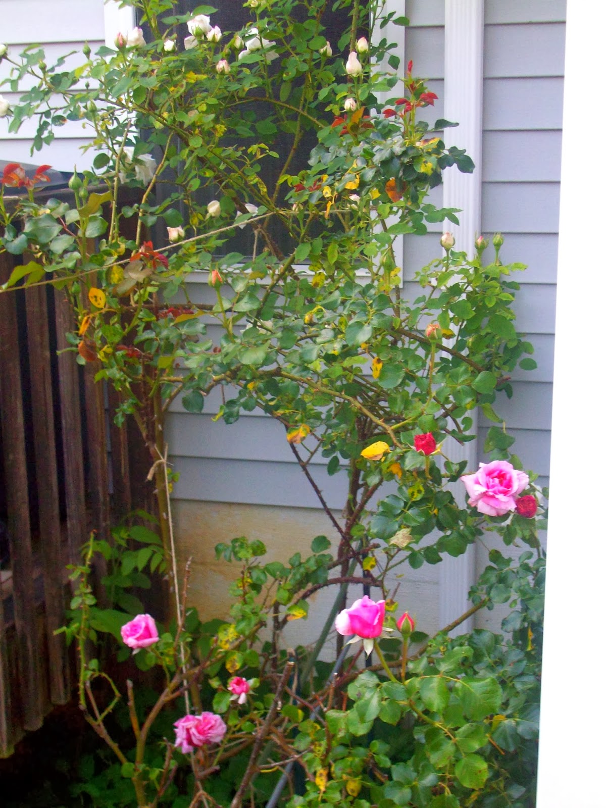 Walking In a Summer Garden Land "How Does Your Garden Grow?"