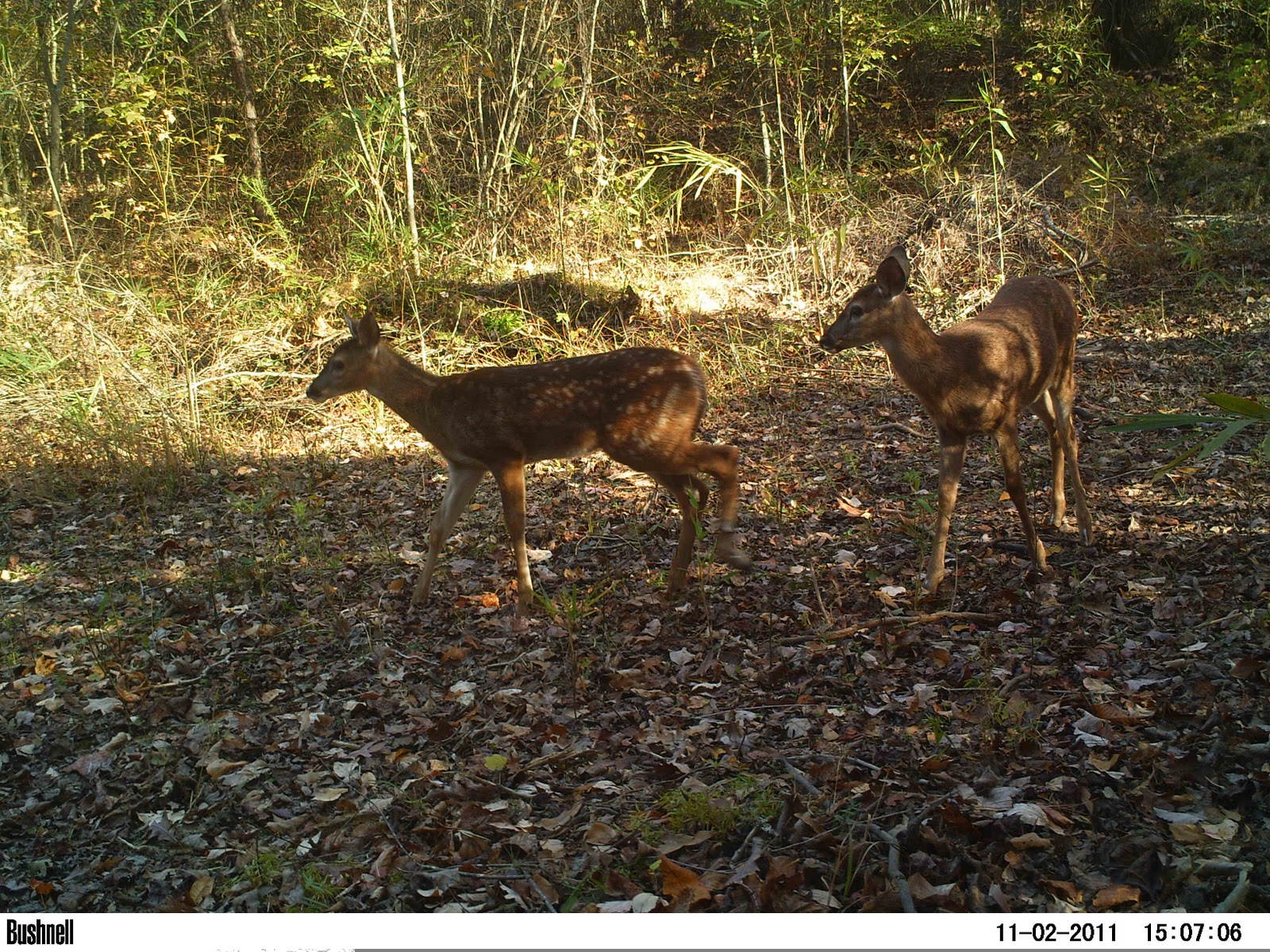 Dewberry Lands Wildlife Pictures