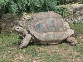 aldabra giant tortoise