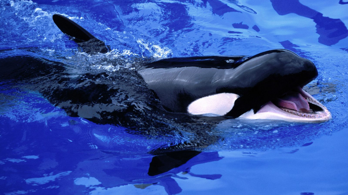 Killer Whale Photos Orca Wallpapers| HD Wallpapers ,Backgrounds ...