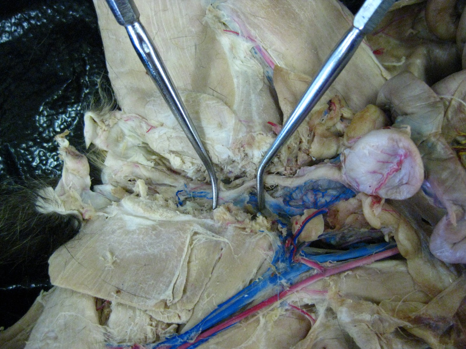 Kitty Tubes - Digestive System, Reproductive System, and Urinary System