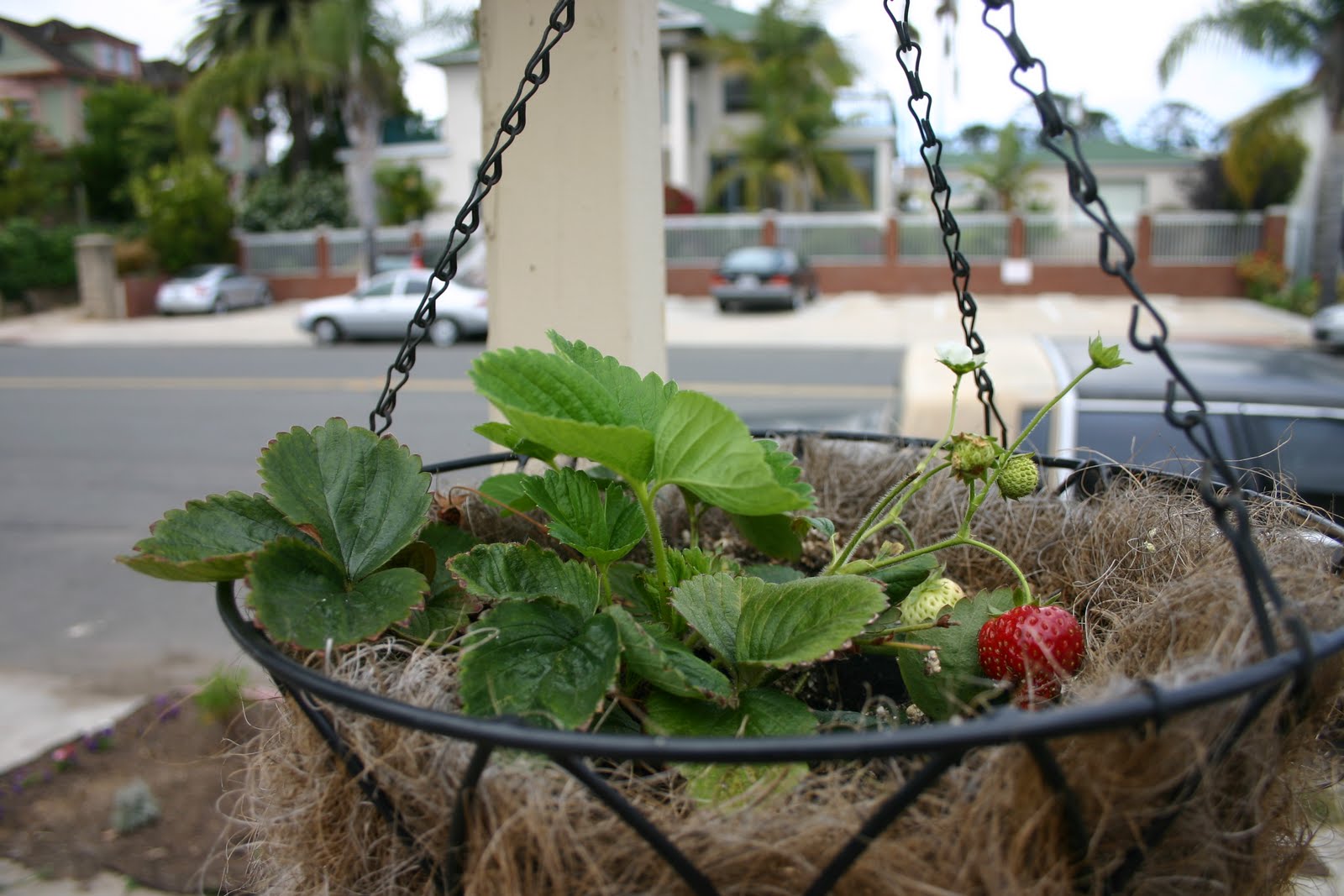 Gidget's Garden Tips for growing strawberries