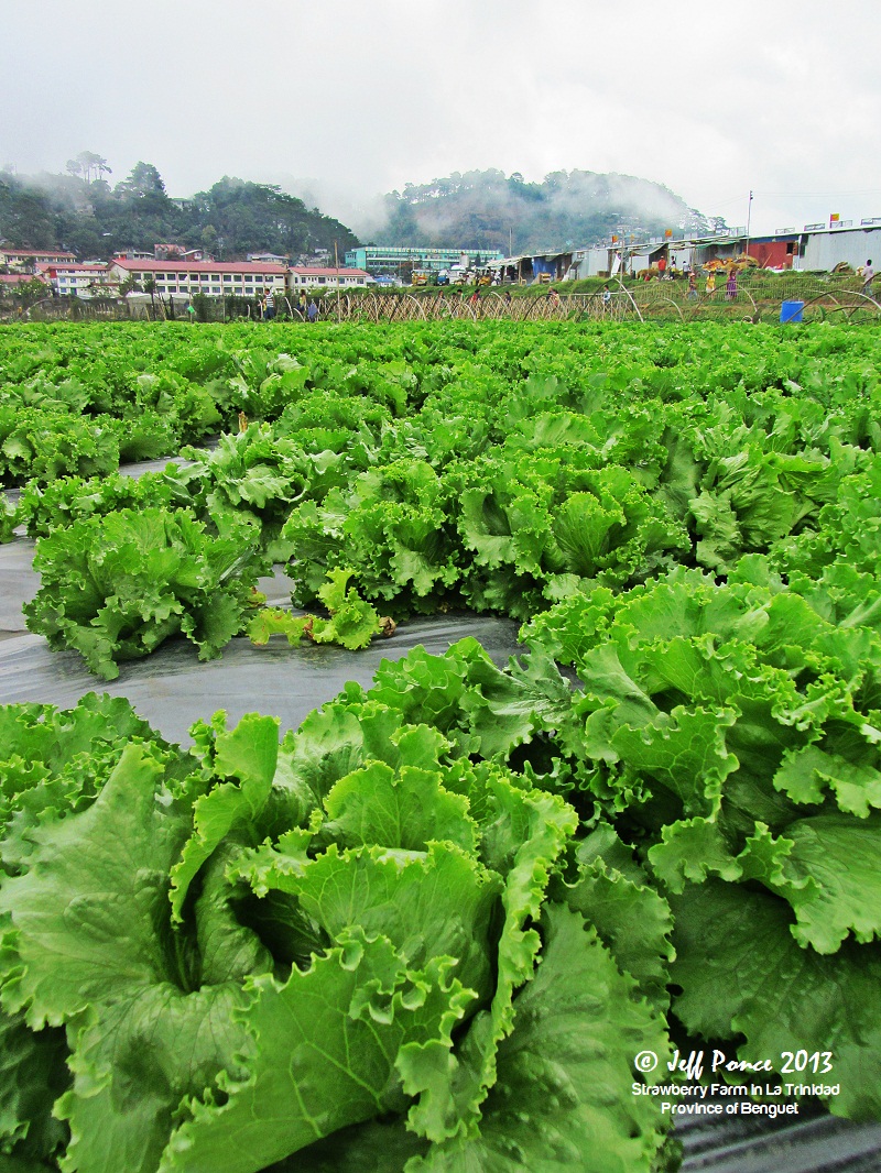 Bisayang Manlalakbay around the Philippines Vegetable & Flower Farm in La Trinidad, Benguet