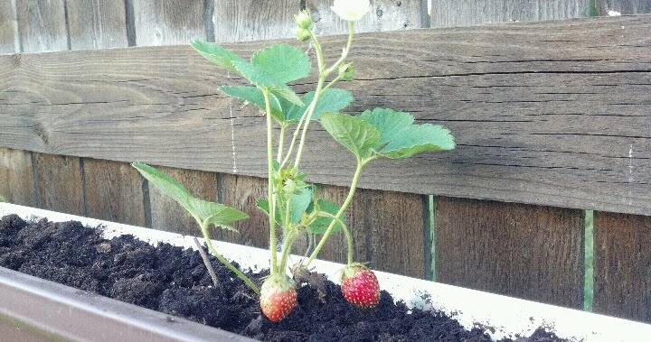The Tightwad Gardener: Gutter Garden
