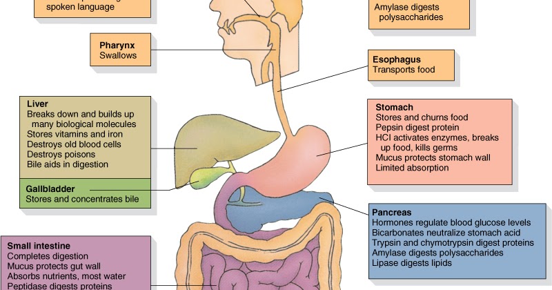 Pencernaan dan Penyerapan Zat Gizi Buah Pikiran Ku