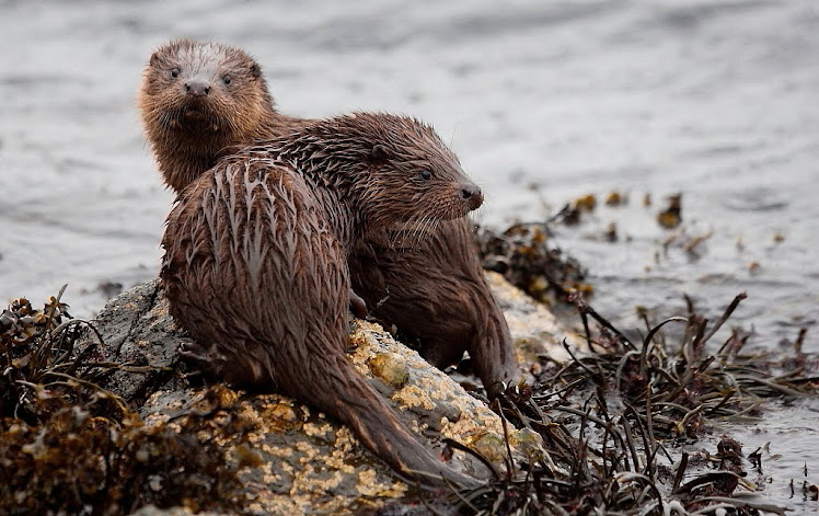 Otter Cubs - Isle of Mull 2011