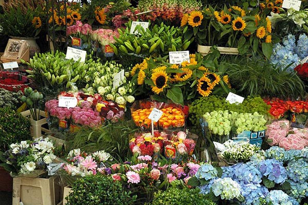 [Image: cho-hoa-noi-o-amsterdam-4.jpeg]