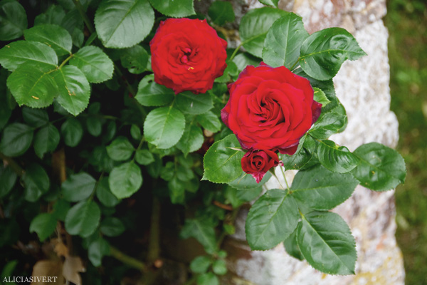 aliciasivert, alicia sivertsson, frankrike, france, normandy, normandie, garden, trädgård, rose, roses