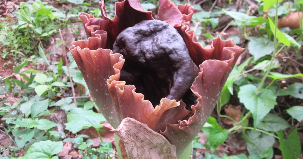 ELEPHANT YAM FLOWER KERALA NATURE AND AYURVEDA